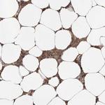 IER5 Antibody in Immunohistochemistry (Paraffin) (IHC (P))