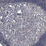 IER5 Antibody in Immunohistochemistry (Paraffin) (IHC (P))
