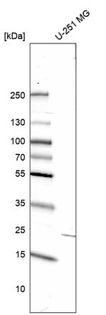 PRNPIP Antibody in Western Blot (WB)
