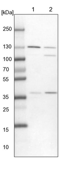 XPO5 Antibody in Western Blot (WB)