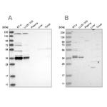 C1orf131 Antibody in Western Blot (WB)