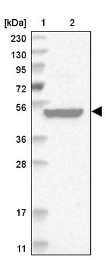 RUSC1 Antibody in Western Blot (WB)