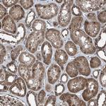 COA7 Antibody in Immunohistochemistry (IHC)