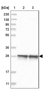 COA7 Antibody in Western Blot (WB)