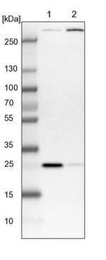 COA7 Antibody in Western Blot (WB)
