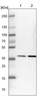 eIF3i Antibody in Western Blot (WB)