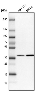 eIF3i Polyclonal Antibody