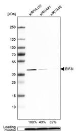 eIF3i Antibody
