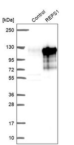 REPS1 Antibody in Western Blot (WB)