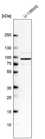 FTSJD2 Antibody in Western Blot (WB)