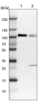 FTSJD2 Antibody in Western Blot (WB)