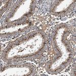PI15 Polyclonal Antibody