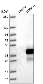LURAP1 Antibody in Western Blot (WB)