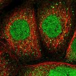 NOS1AP Polyclonal Antibody