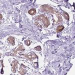 NOS1AP Antibody in Immunohistochemistry (Paraffin) (IHC (P))
