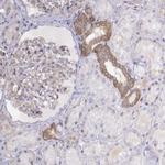 NOS1AP Antibody in Immunohistochemistry (Paraffin) (IHC (P))
