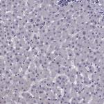 SYNGR4 Antibody in Immunohistochemistry (Paraffin) (IHC (P))