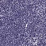 SYNGR4 Polyclonal Antibody