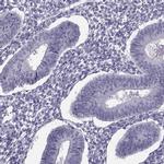 SYNGR4 Antibody in Immunohistochemistry (IHC)