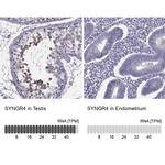 SYNGR4 Antibody