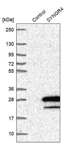 SYNGR4 Antibody in Western Blot (WB)