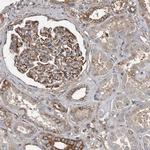 KCTD20 Antibody in Immunohistochemistry (Paraffin) (IHC (P))