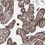 KCTD20 Antibody in Immunohistochemistry (Paraffin) (IHC (P))