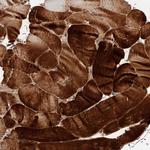 Cullin 7 Polyclonal Antibody