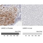LMOD1 Antibody