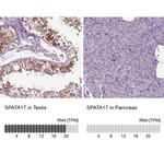 SPATA17 Antibody in Immunohistochemistry (IHC)