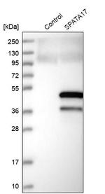 SPATA17 Antibody in Western Blot (WB)