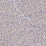 GBP4 Polyclonal Antibody