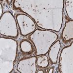 FAM136A Antibody in Immunohistochemistry (Paraffin) (IHC (P))