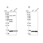 FAM136A Antibody in Western Blot (WB)