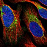 FAM136A Polyclonal Antibody