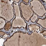 FAM136A Antibody in Immunohistochemistry (Paraffin) (IHC (P))