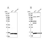 FAM136A Antibody in Western Blot (WB)