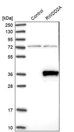 RWDD2A Antibody in Western Blot (WB)