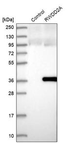 RWDD2A Antibody in Western Blot (WB)