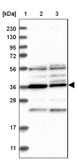PAK1IP1 Antibody in Western Blot (WB)