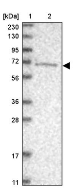 ANR44 Antibody in Western Blot (WB)