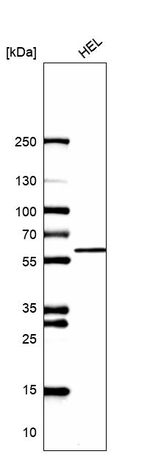 CAP1 Antibody in Western Blot (WB)