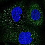 FAM188B Antibody in Immunocytochemistry (ICC/IF)