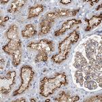 FAM188B Antibody in Immunohistochemistry (Paraffin) (IHC (P))
