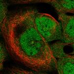 HSPB11 Polyclonal Antibody