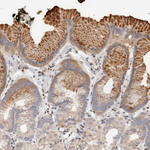 IQGAP3 Polyclonal Antibody