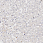 IQGAP3 Antibody in Immunohistochemistry (Paraffin) (IHC (P))