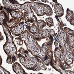 SMPDL3A Antibody in Immunohistochemistry (Paraffin) (IHC (P))