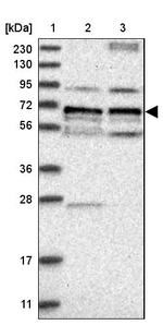 LTV1 Homolog Antibody in Western Blot (WB)