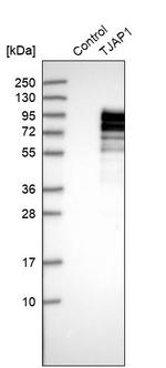 TJAP1 Antibody in Western Blot (WB)